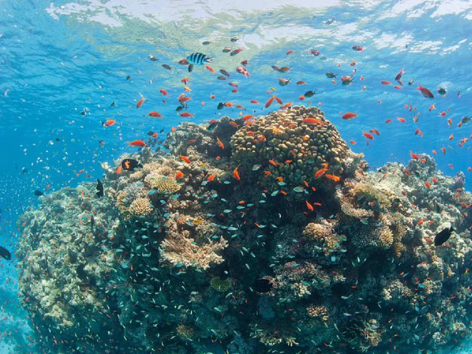 Trip Image